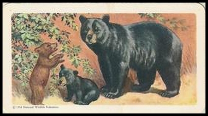 1 American Black Bear